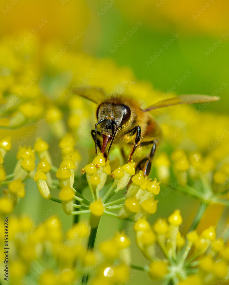 Honey bee (Apis mellifera) forages for nectar and pollen on tiny yellow fennel flowers. Vertical format. Macro. Copy space. Honey bee (Apis mellifera) forages for nectar and pollen on tiny yellow fennel flowers. Vertical format. Macro. Copy space.