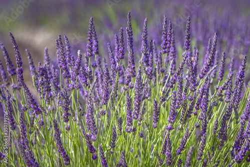 Lavender bush in daylight