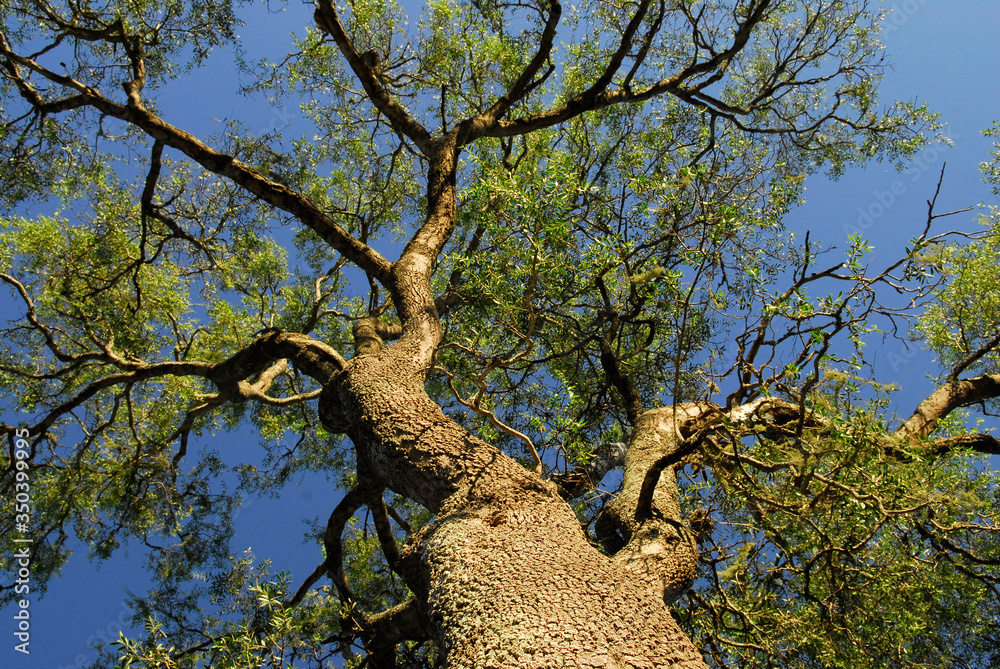 Fototapeta premium arbol quebracho colorado