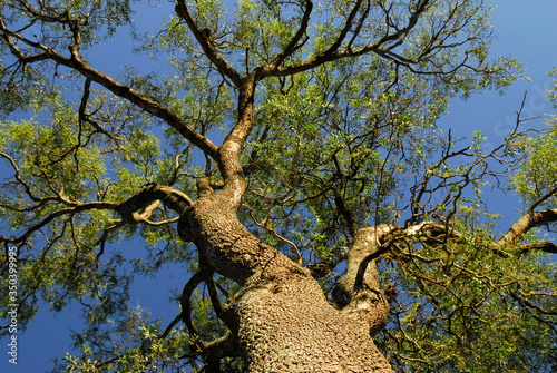 arbol quebracho colorado