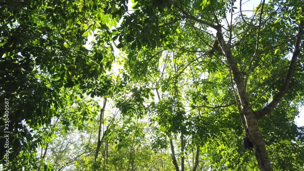 Bright green leaves in sun light, vivid spring background. The young leave of the rubber tree.
