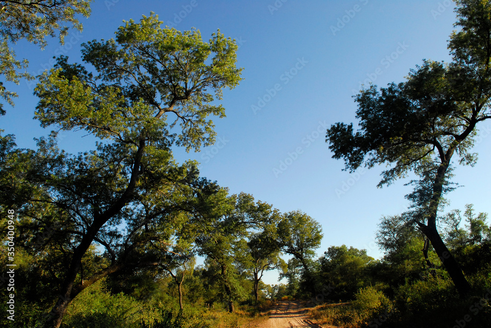 Fototapeta premium bosque santiago del estero