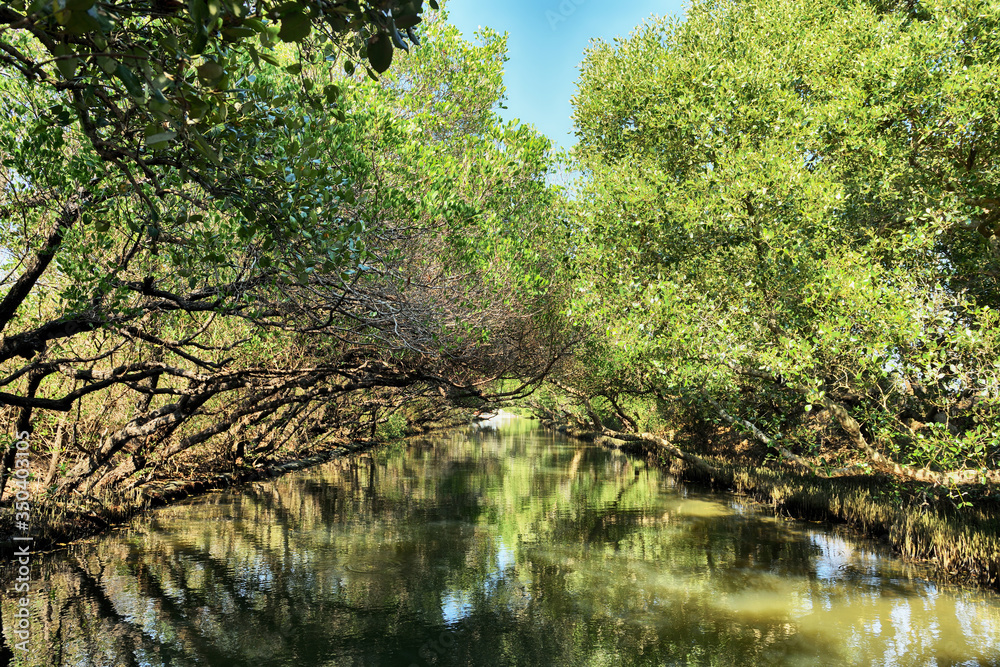 Sicao Mangrove Green Tunnel, also known as Taiwan’s own modest version of the Amazon River. Sicao Mangrove Green Tunnel, also known as Taiwan’s own modest version of the Amazon River.