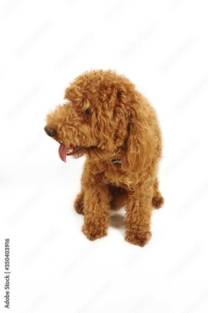 A brown Poodle sitting down with its tongue out