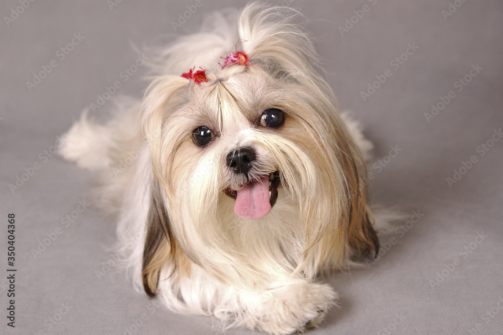 A Shih Tzu with red ribbons sitting down facing the camera with its tongue out A Shih Tzu with red ribbons sitting down facing the camera with its tongue out