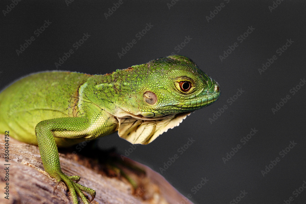 A green lizard crawling on a branch