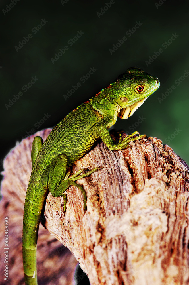 A green lizard crawling up a branch