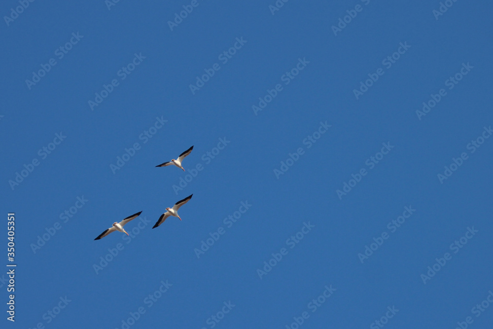 Fototapeta premium American White Pelicans flying Overhead