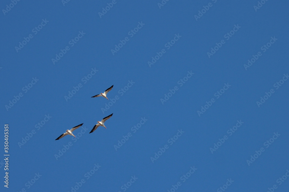 American White Pelicans flying Overhead American White Pelicans flying Overhead