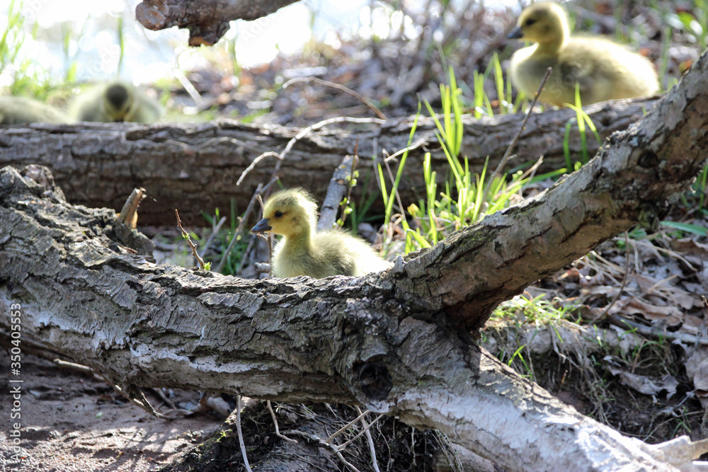 Obraz premium Gosling trying to figure out how to climb