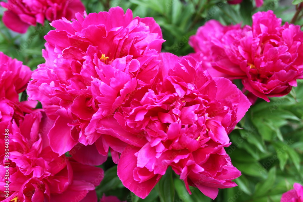 Red Peony 2020 5A