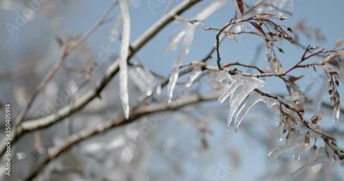 Frozen tree