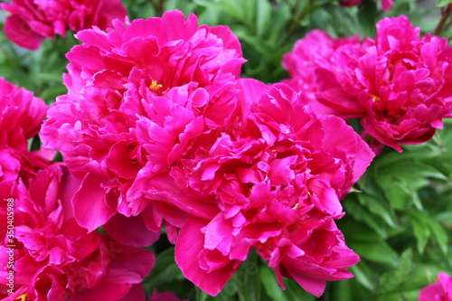 Red Peony 2020 5A