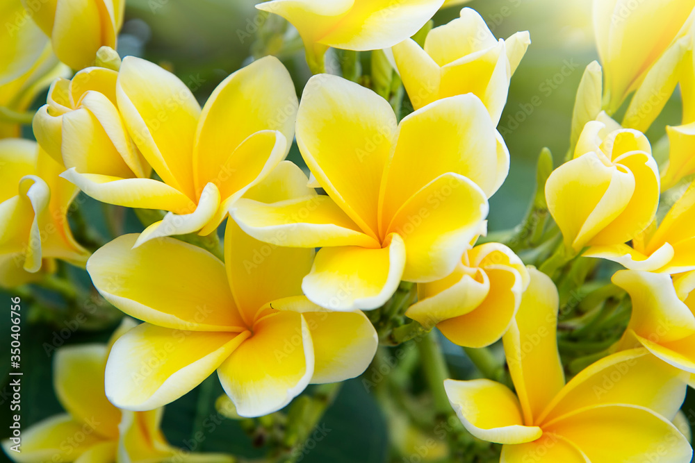 Fototapeta premium Blooming yellow frangipani flower in a tropical garden