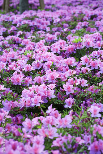 Field of purple Azaleas © ImageHit