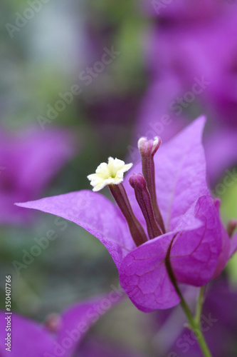 Fototapeta Naklejka Na Ścianę i Meble -  Purple Bougainvillea (Bougianvillea spectabilis)