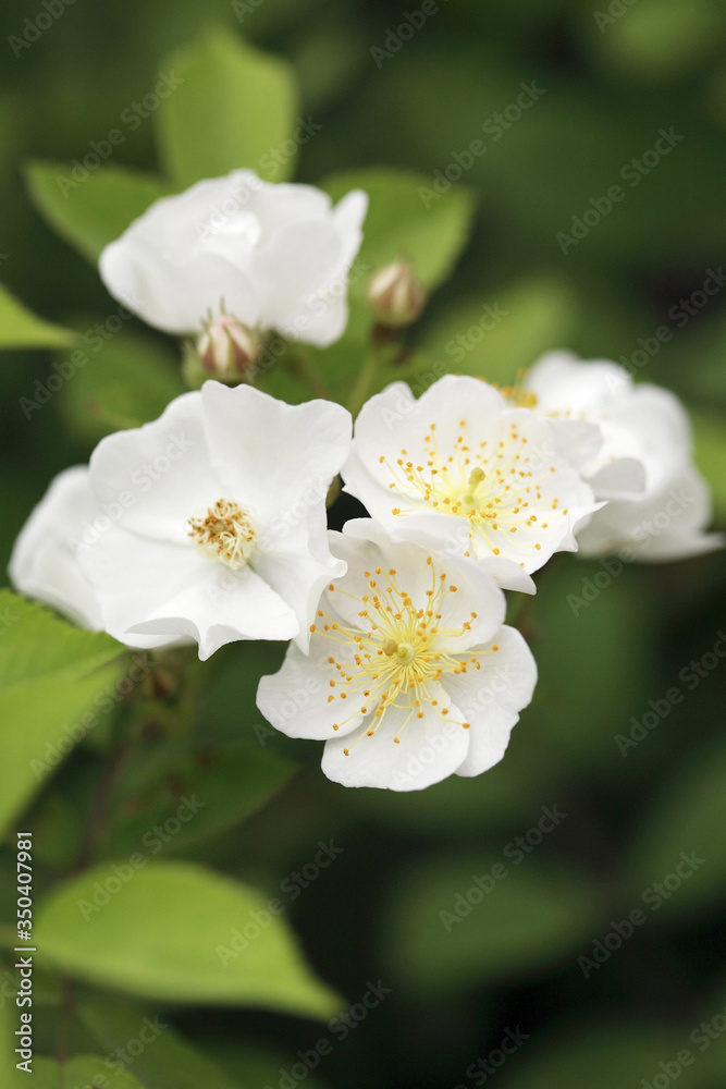 White flowers