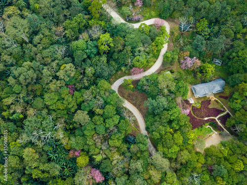 Aerial view of curved road cutting through the forest on high mountains in Northern region of Thailand. High angle view from drone.