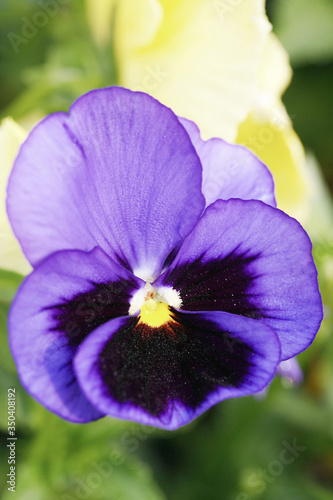 Purple Pansy