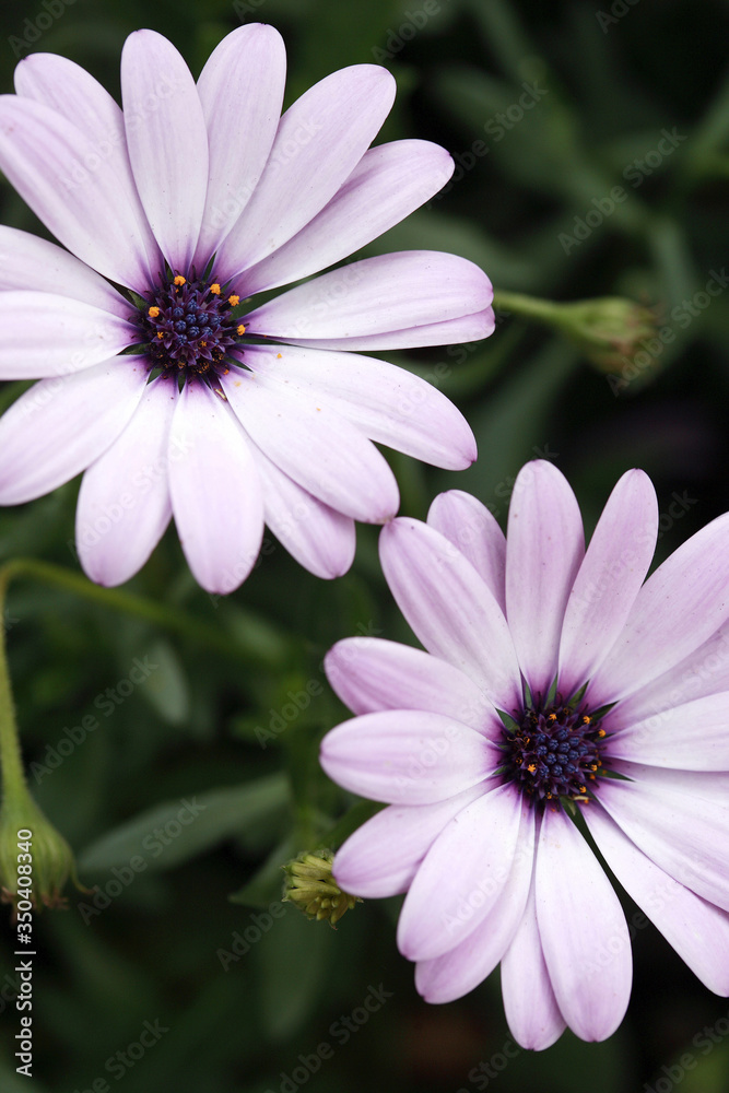 Purple daisies Purple daisies