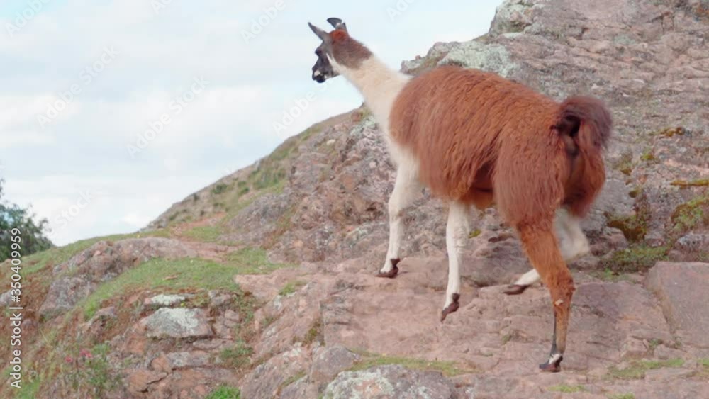 Panning shot of llama walking on rocky mountain against sky, mammal on hill - Cusco, Peru