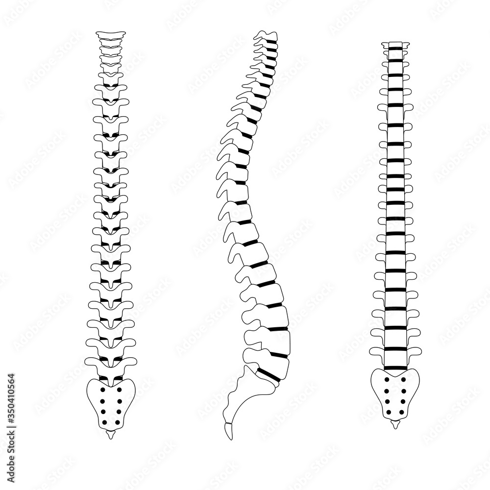 Human spine anatomy vector illustration Human spine anatomy vector illustration