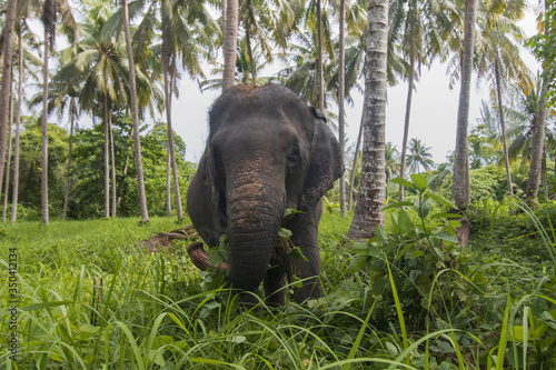 Sticker Asian Elephant eating grass under palm trees