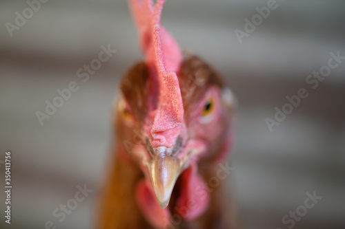 Close-Up Headshot of ISA Brown Chicken in Chicken Coop © James E