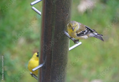 American Goldfinch eating thistle seeds from the bird feeder © K.A