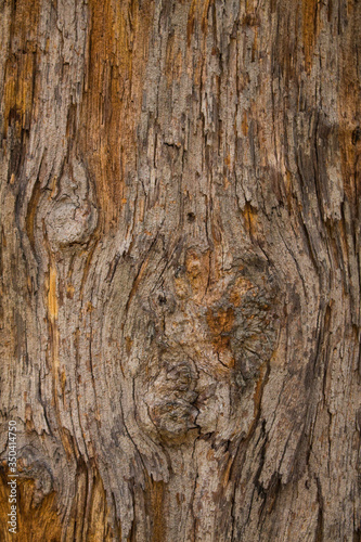 Natural tree trunk wood 1 