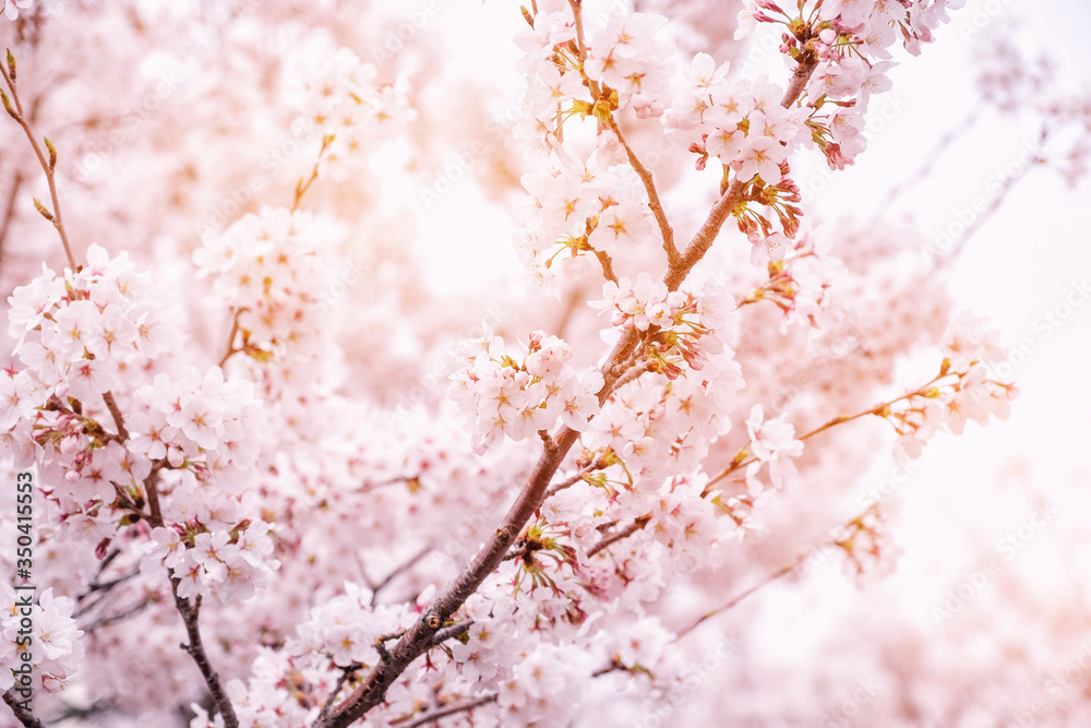 Beautiful blooming cherry blossom [sakura] detail and close up at Springtime is South Korea