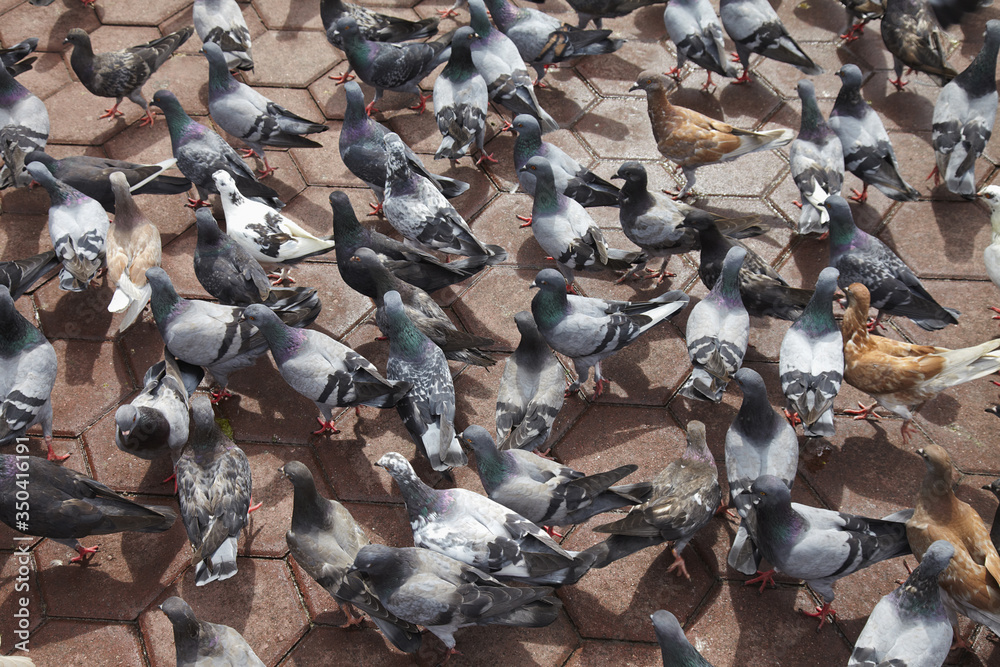 A flock of pigeons