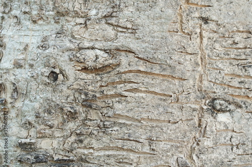 Gray and brown rough bark from tree tunk background