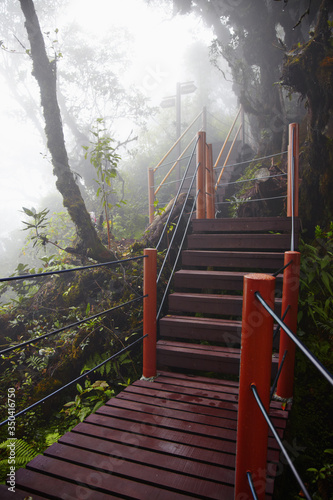 Fototapeta Naklejka Na Ścianę i Meble -  A flight of stairs at Mossy Forest, Cameron Highlands, Malaysia