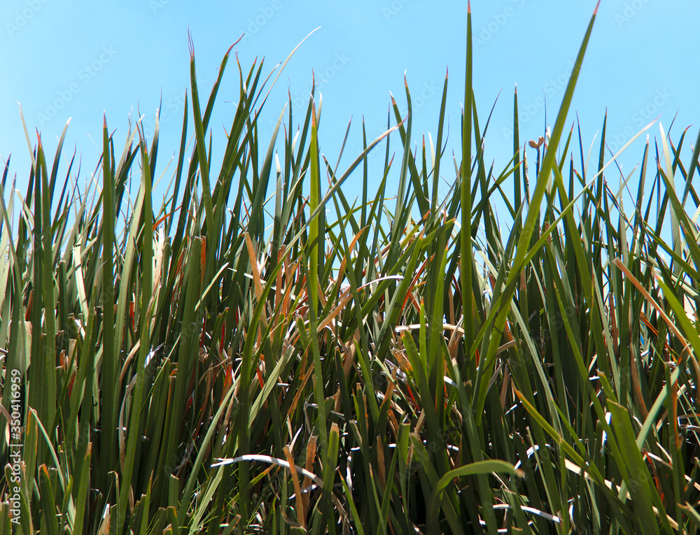Obraz premium Green grass in blue sky. Grass concept