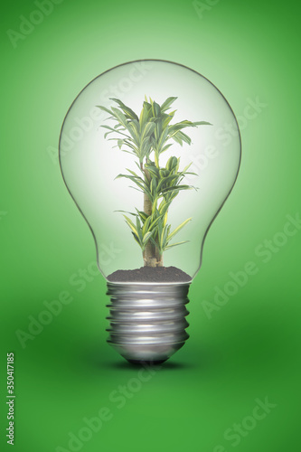 Green palm plant in a light bulb