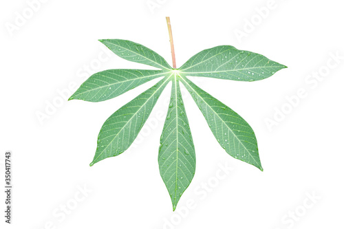 Cassava or Tapioca leaf with rain drops isolated on white background included clipping path.