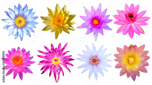 colorful flowers on white background © ric