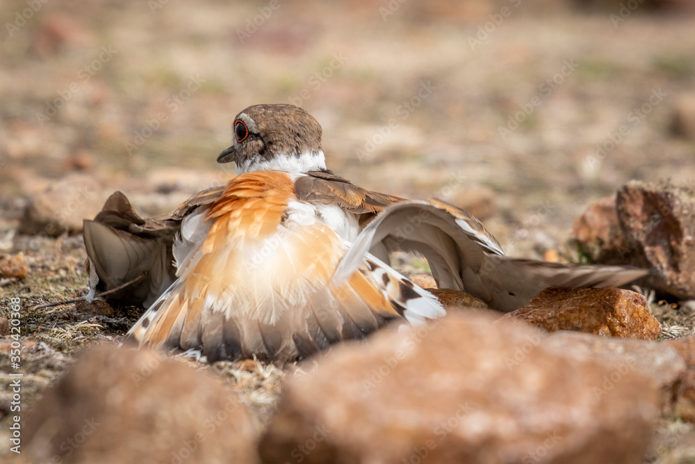 Φωτογραφία An adult killdeer, either the mother or father, will pretend to be injured to lure away potential predators from their nest or their young ones
