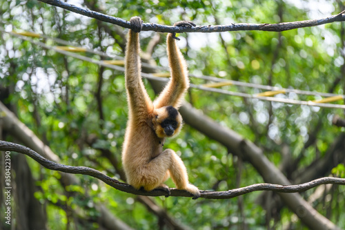 Ape monkey in safari park climbing among the ropes © chendongshan