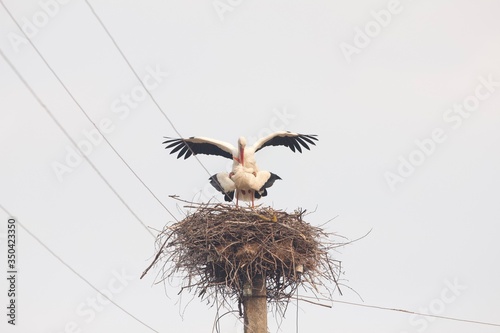 white stork in nest