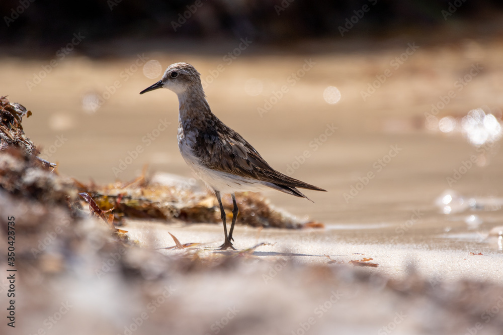 Oyster Catcher wading through the shore Oyster Catcher wading through the shore