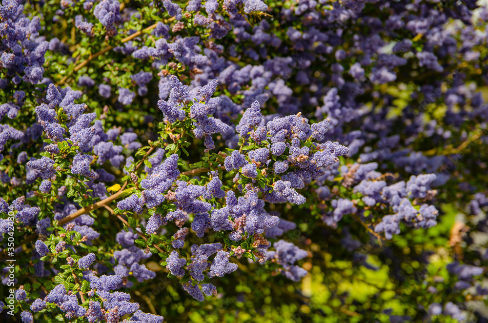 Beautiful blooming purple Californian Ceanothus Thyrsiflorus Beautiful blooming purple Californian Ceanothus Thyrsiflorus