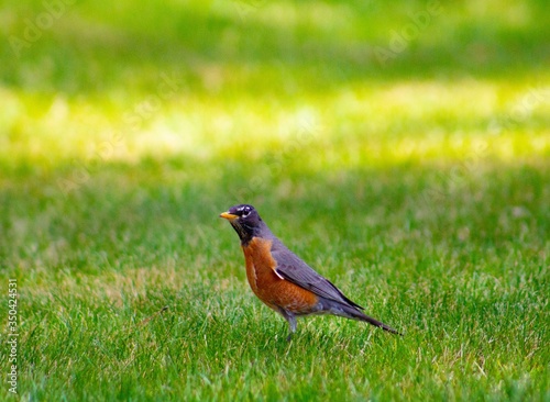 Papier peint Pandemic Chicks and Adventure Cat Jazz