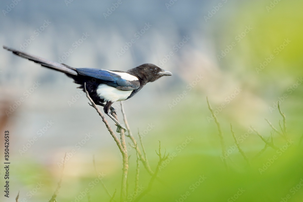 Obraz premium Eurasian magpie((Pica pica)in the Taiwan.