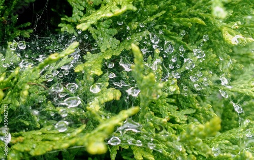 Dew on Cobwebs 