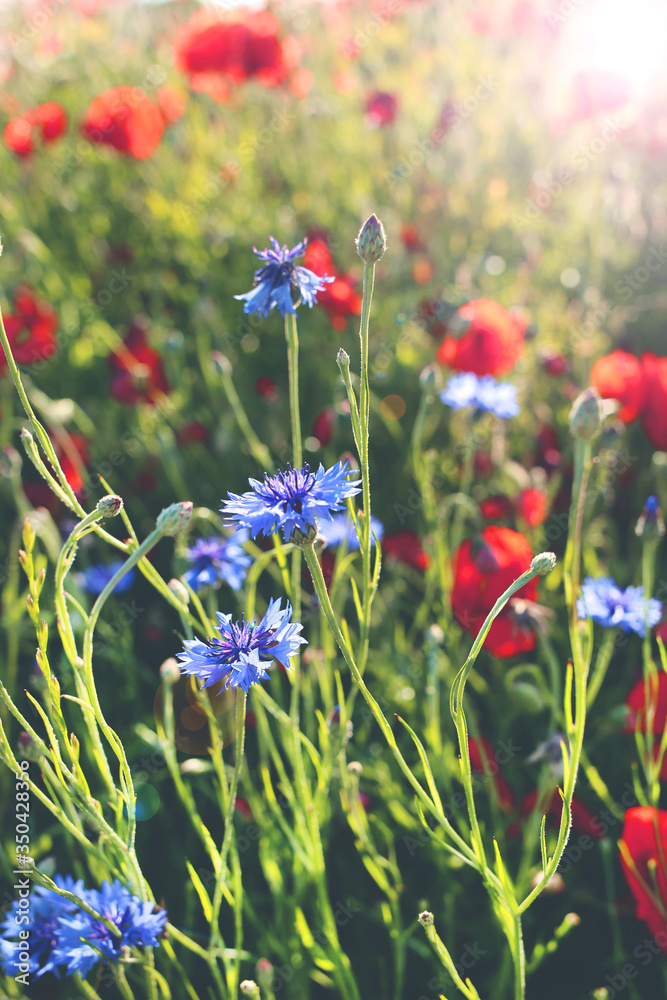 Poppies and cornflowers flowers.Summer wildflowers in the rays of the sun. Blue and red flowers in green grass. Summer season.Floral bright summer background. Poppies and cornflowers flowers.Summer wildflowers in the rays of the sun. Blue and red flowers in green grass. Summer season.Floral bright summer background.