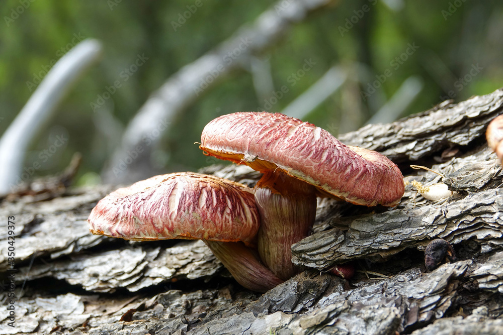 Large Mushrooms on Fallen Tree Along South Fork American River Trail Large Mushrooms on Fallen Tree Along South Fork American River Trail