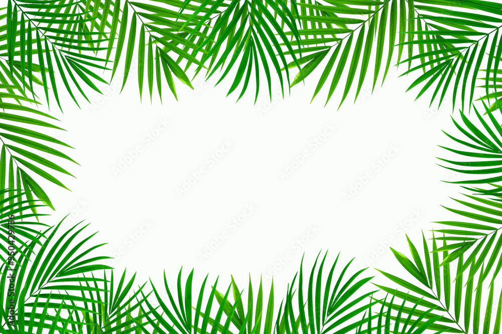 tropical coconut leaf frame isolated on white background, summer background