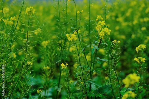 Rapeseed blooming close-up. Rapeseed field.Blooming canola flowers .Organic bio Raw material for rapeseed oil. Eco farming and agriculture.